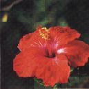Hibiscus- National Flower